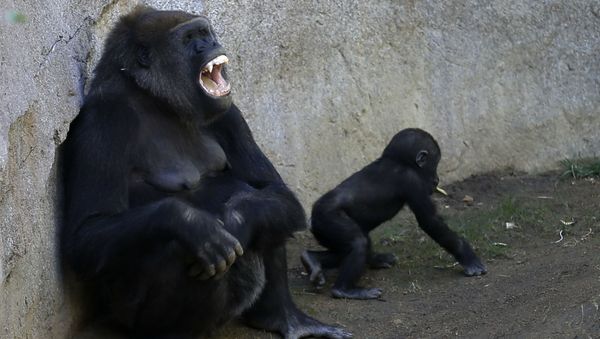 Mother gorilla Imani gestures as her daughter Joanne sits close by at the San Diego Zoo Safari Park, Tuesday, Jan. 27, 2015, in Escondido, Calif. Joanne is approaching her first birthday in March, after being born via a rare emergency cesarean section. Despite early complications, the baby gorilla now appears to be doing well.  - Sputnik International