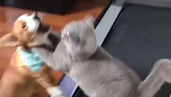Did you eat my treats? - Sputnik International