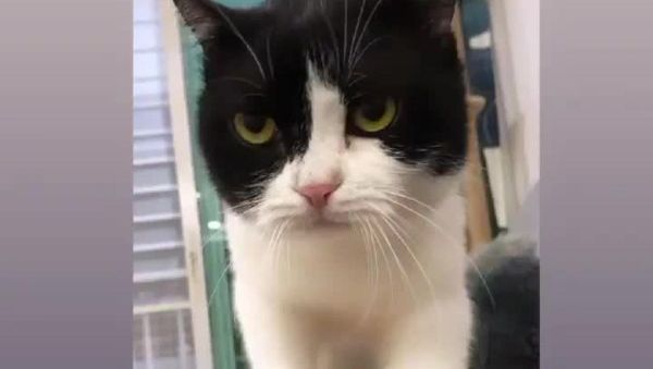 Cat - Sputnik International