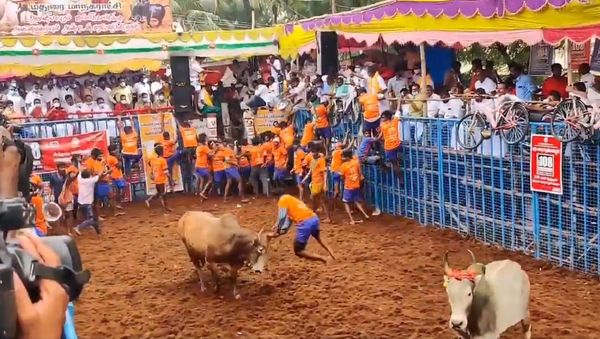  Jallikattu in Tamilnadu - Sputnik International