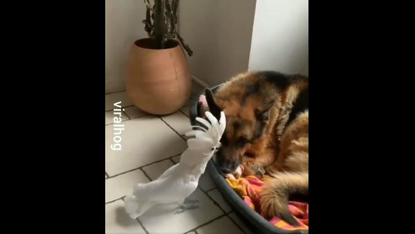 Humor And Animals   - Sputnik International