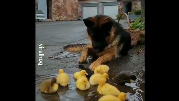 Humor And Animals  - Sputnik International