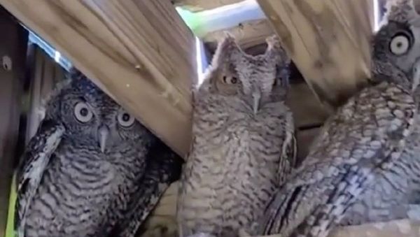 Can we talk about how funny the way they blink is. - Sputnik International