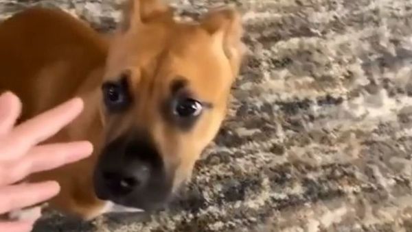 Laughter Alert! Clever Pitbull Fighting With Hooman Reacts Funnily After Mom Was Called - Sputnik International