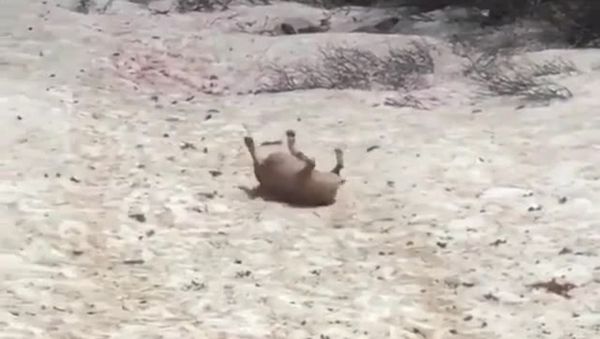 sliding bulldog - Sputnik International