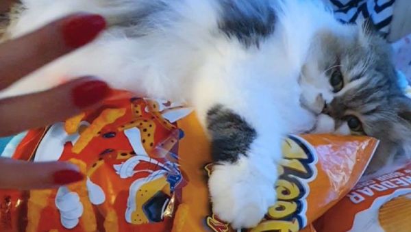 Stay away from my cheetos. - Sputnik International