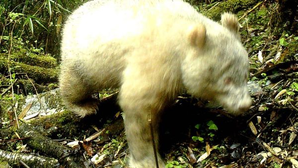 Albino Panda spotted in China in 2019 - Sputnik International