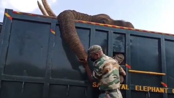 Elephant - Sputnik International