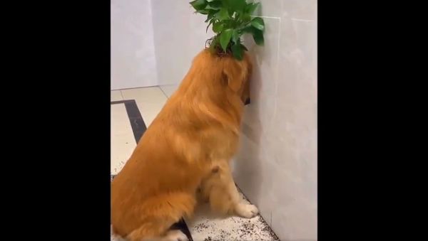 Golden Retriever Channel  - Sputnik International