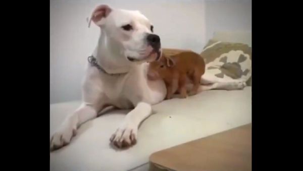 Animals are the teachers - Sputnik International