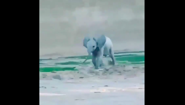 Baby elephant - Sputnik International