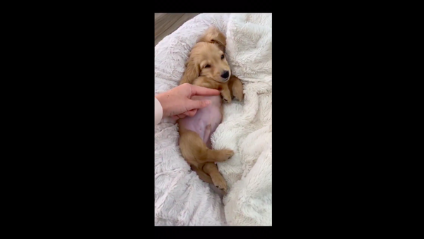 Puppy  - Sputnik International