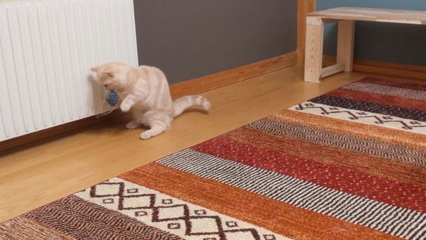 Cat is puzzled - Sputnik International