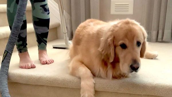 Golden retriever - Sputnik International