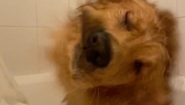 Dog - Sputnik International