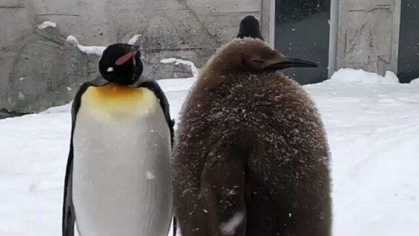 Penguins - Sputnik International