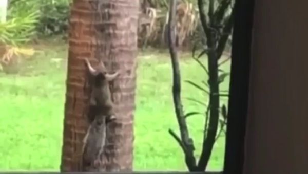 Bobcat VS squirrel - Sputnik International