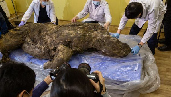 Presentation of an ancient woolly rhino mummy - Sputnik International
