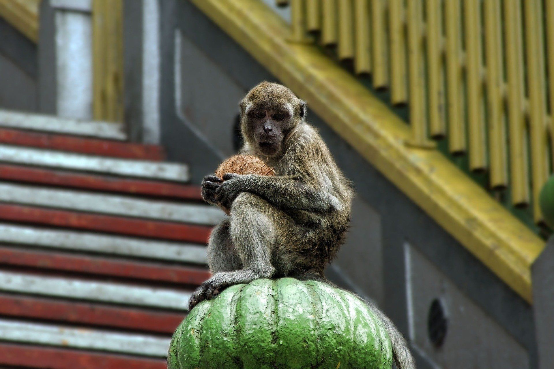 UK Government Unveils Action Plan Recognising Animals as Sentient Beings UK Government Unveils Action Plan Recognising Animals as Sentient Beings - Sputnik International, 1920, 12.05.2021