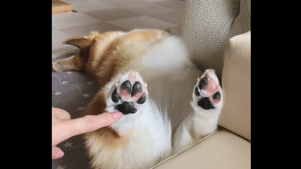 Corgi Paw - Sputnik International