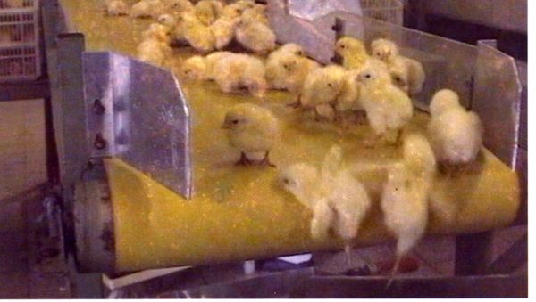 Male chicks go into a macerator and are shredded while still alive - Sputnik International