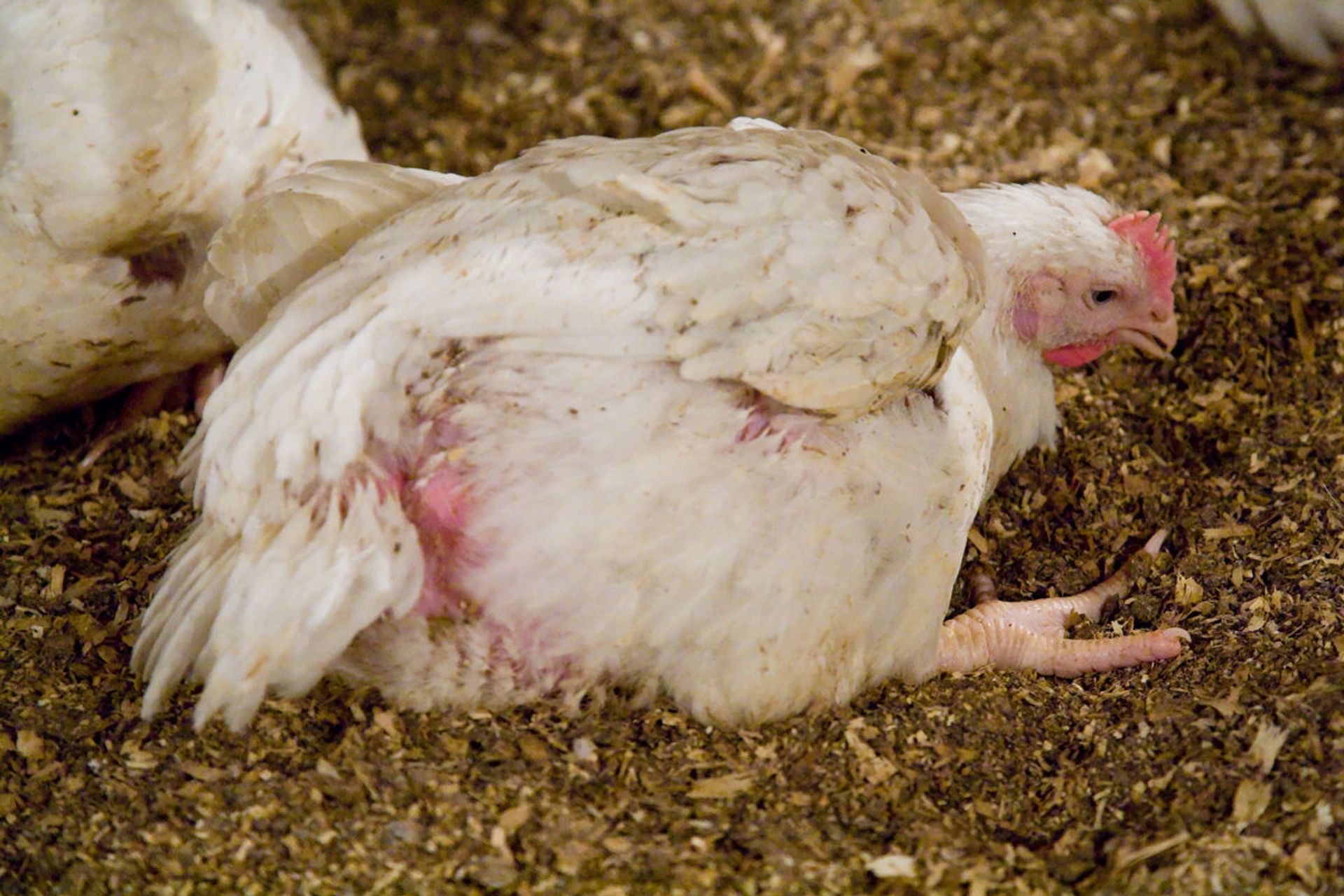 A broiler chicken, the product of intensive breeding, struggles to stand up - Sputnik International, 1920, 27.01.2023