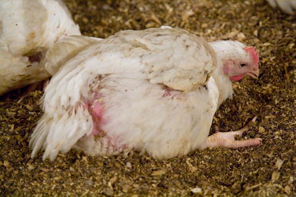 Animal Welfare Charities Say Germany’s Ban on Culling Live Male Chicks Does Not Go Far Enough Animal Welfare Charities Say Germany’s Ban on Culling Live Male Chicks Does Not Go Far Enough - Sputnik International