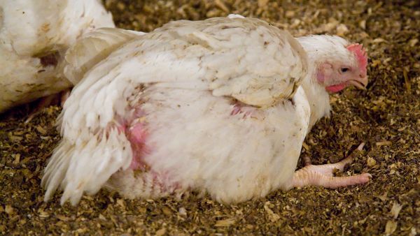 A broiler chicken, the product of intensive breeding, struggles to stand up - Sputnik International