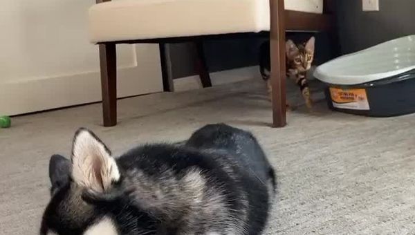 cat and dog - Sputnik International