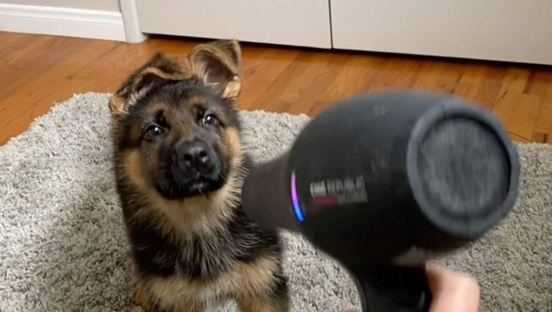 German Shepherd puppy German Shepherd puppy - Sputnik International, 1920, 01.02.2021