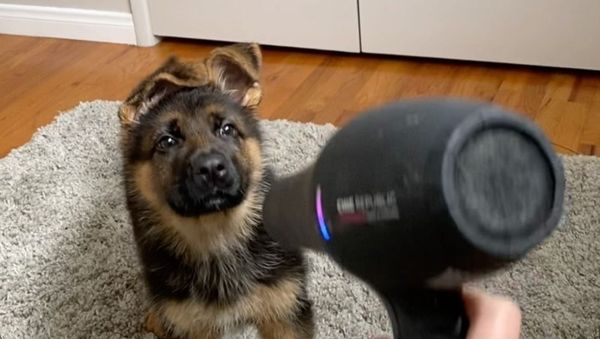 German Shepherd puppy - Sputnik International