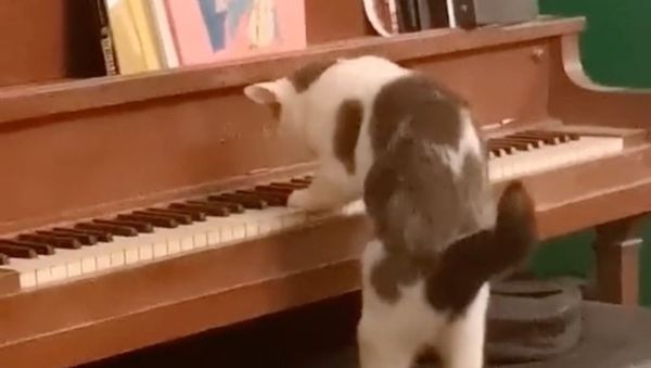 Meowzart - Sputnik International