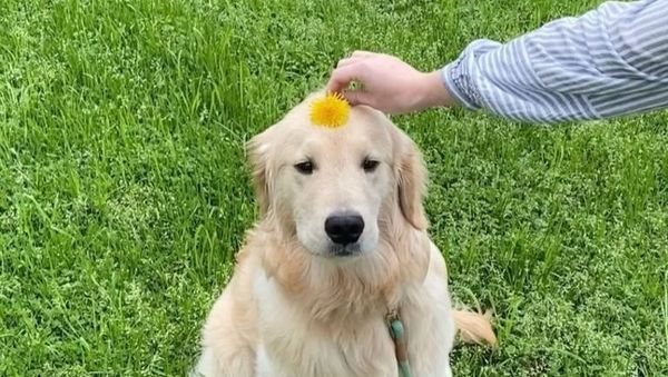 Golden Retriever with dandelion on its head - Sputnik International