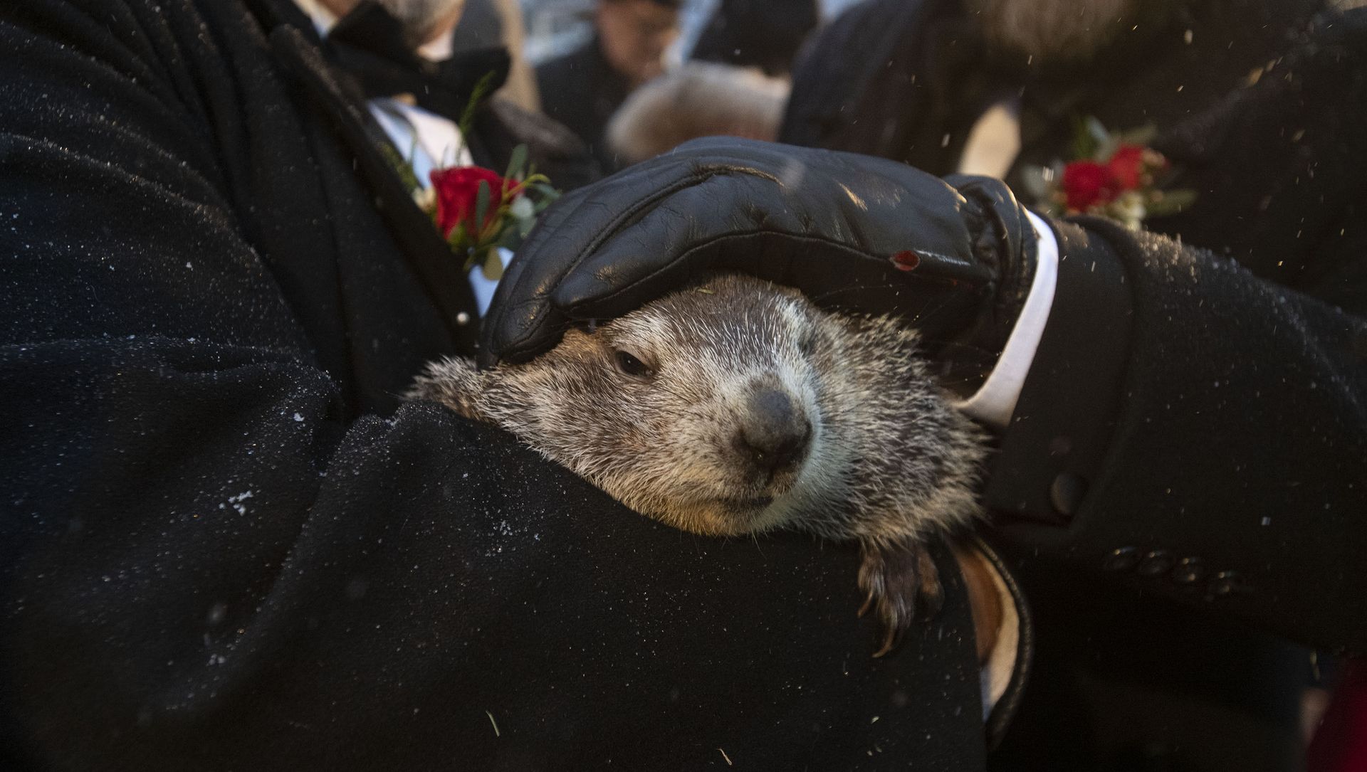 Groundhog Club co-handlers John Griffiths and Al Dereume hold Punxsutawney Phil, the weather prognosticating groundhog, during the 134th celebration of Groundhog Day on Gobbler's Knob in Punxsutawney, Pa. Sunday, Feb. 2, 2020. Groundhog Club co-handlers John Griffiths and Al Dereume hold Punxsutawney Phil, the weather prognosticating groundhog, during the 134th celebration of Groundhog Day on Gobbler's Knob in Punxsutawney, Pa. Sunday, Feb. 2, 2020. - Sputnik International, 1920, 02.02.2021