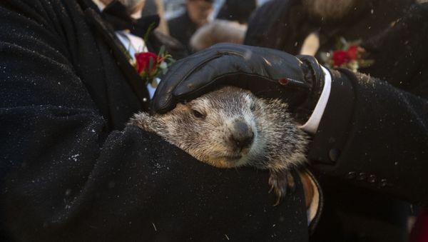 Groundhog Club co-handlers John Griffiths and Al Dereume hold Punxsutawney Phil, the weather prognosticating groundhog, during the 134th celebration of Groundhog Day on Gobbler's Knob in Punxsutawney, Pa. Sunday, Feb. 2, 2020. Groundhog Club co-handlers John Griffiths and Al Dereume hold Punxsutawney Phil, the weather prognosticating groundhog, during the 134th celebration of Groundhog Day on Gobbler's Knob in Punxsutawney, Pa. Sunday, Feb. 2, 2020. - Sputnik International