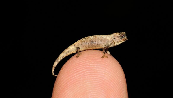 Brookesia nana (or B. nana) discovered in northern Madagascar in 2021 - Sputnik International