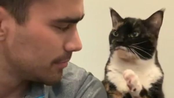 Say No More! Playful Kitty Just Wants to Cuddle With its Owner - Sputnik International