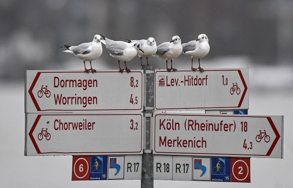 Rhine River Flooding Disrupts Traffic in Germany  - Sputnik International