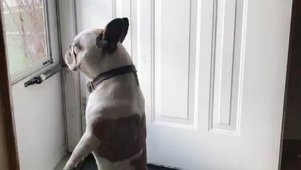 Dexter the french bulldog - Sputnik International
