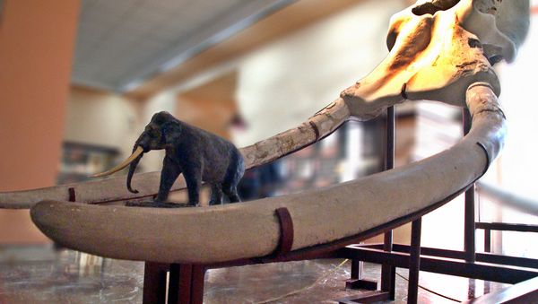 Elephas antiquus from the archaeological excavations of Torralba, Soria province, Spain - Sputnik International