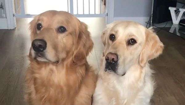 Golden Retriever Can't Help but Steal Banana Dessert From Pal - Sputnik International