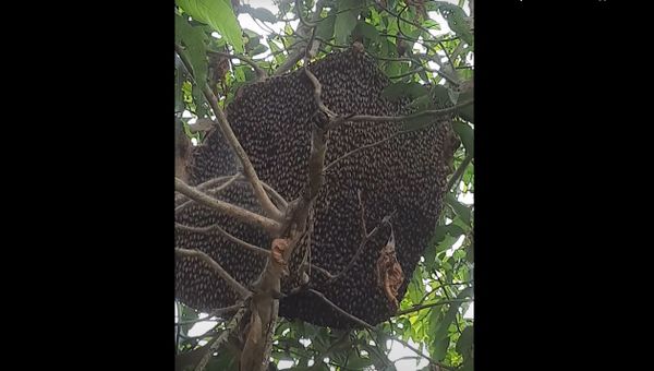 Bees Synchronise to Create Beehives Waves - Sputnik International