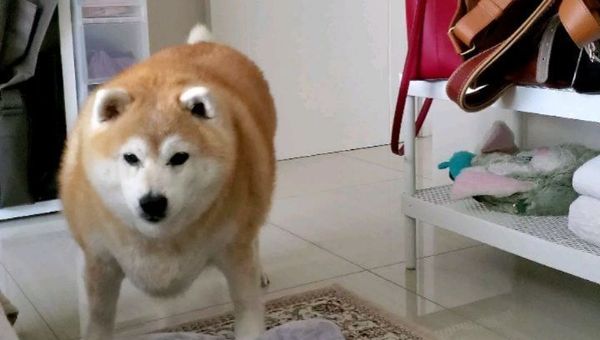 Shiba Inu - Sputnik International