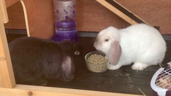 rabbits - Sputnik International