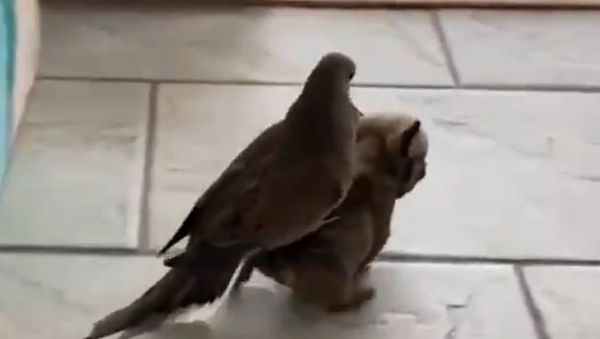 Dog and pigeon - Sputnik International