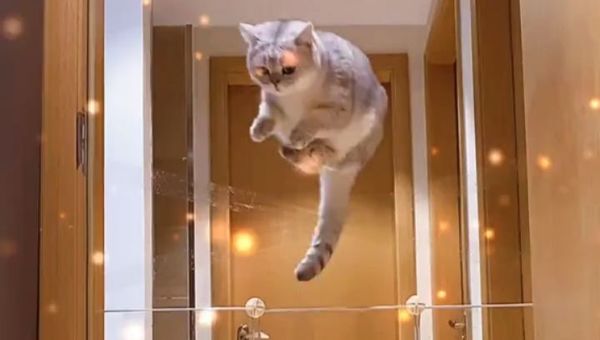 cats - Sputnik International