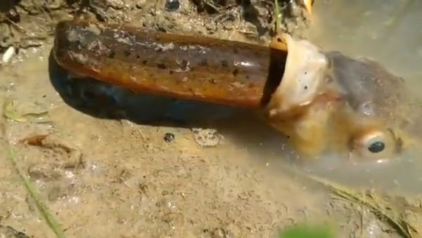 What Happens When a Fish Tries to Gobble Up Big Eel - Sputnik International