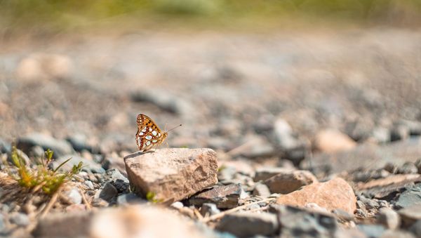 Butterfly on a rock. - Sputnik International