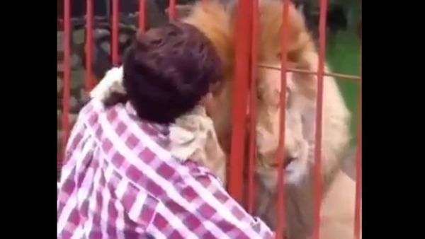 Lion friend - Sputnik International