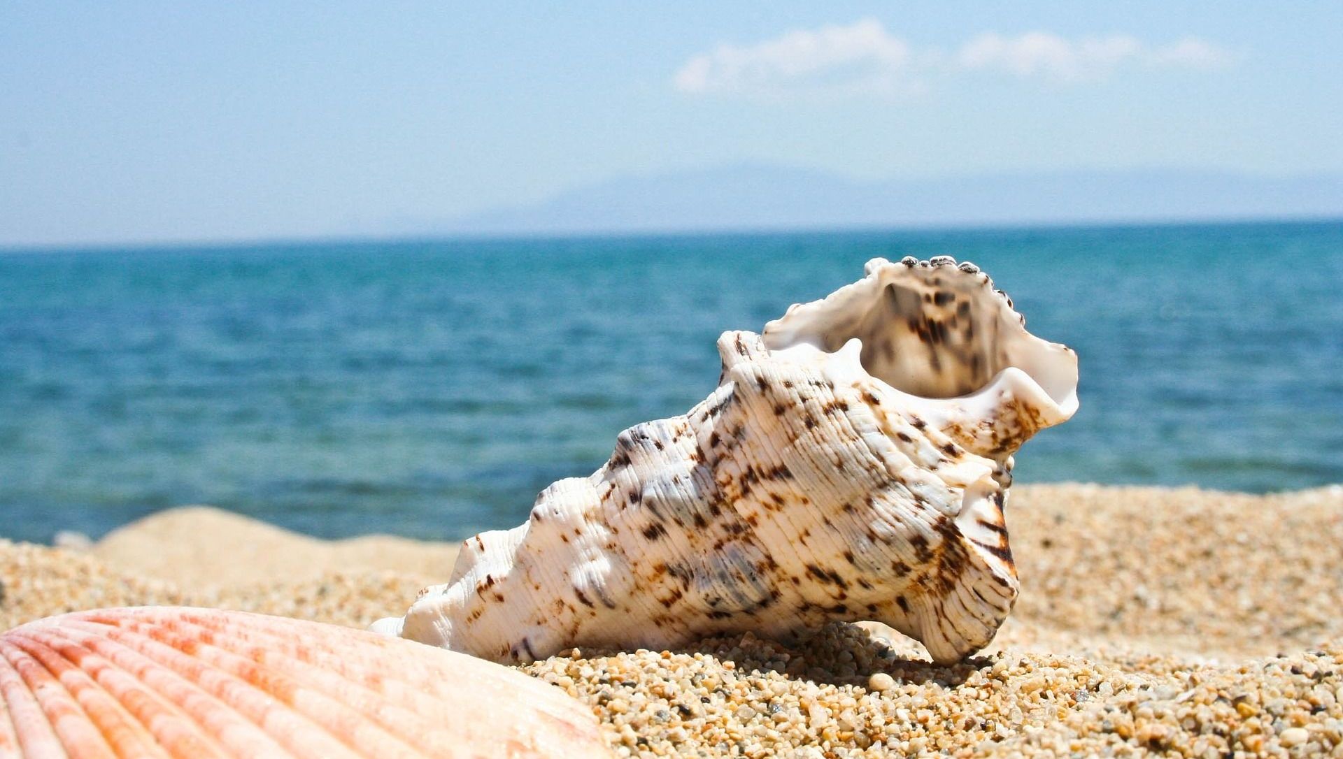 a seashell on a beach a seashell on a beach - Sputnik International, 1920, 12.02.2021